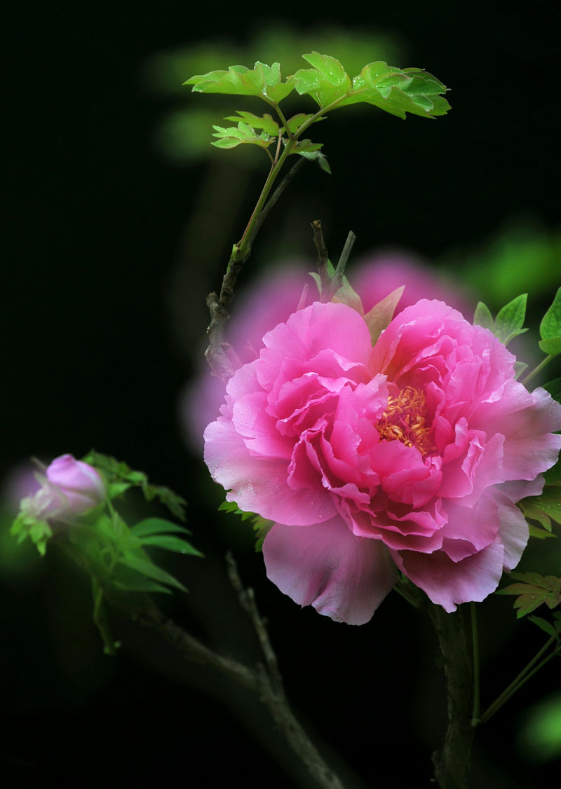 花开花落又戚城