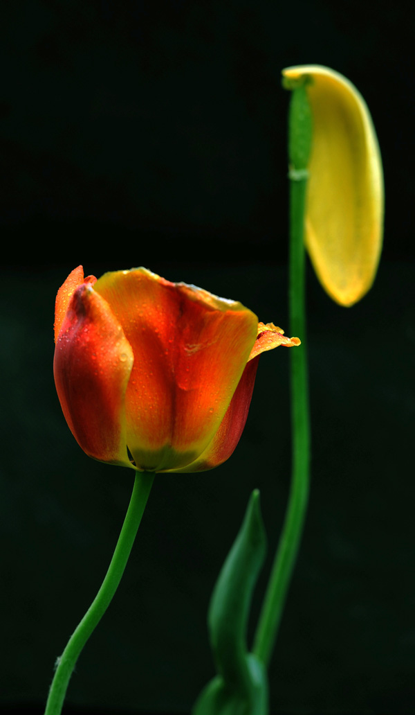 花开花落又戚城