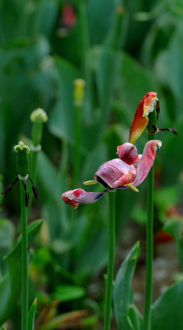 花开花落又戚城