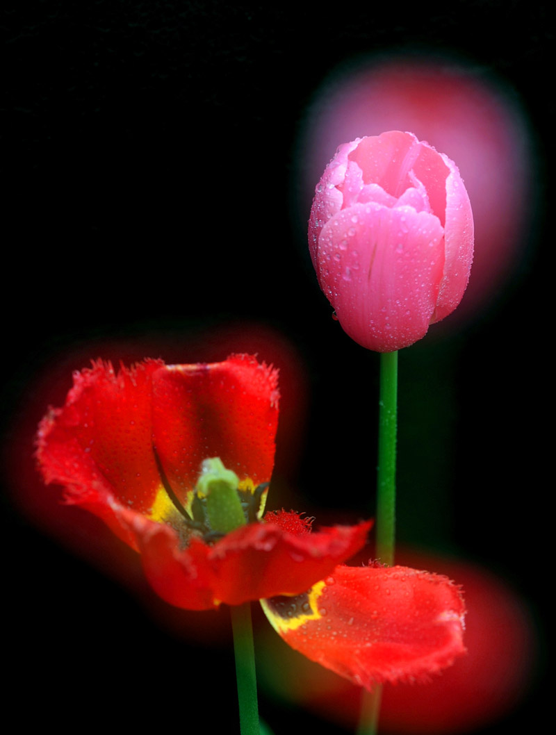 花开花落又戚城