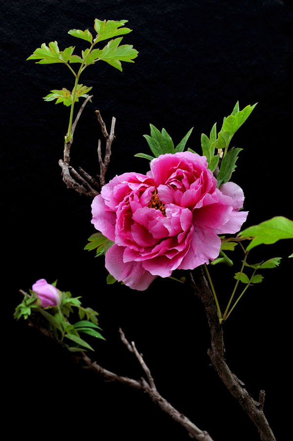 花开花落又戚城