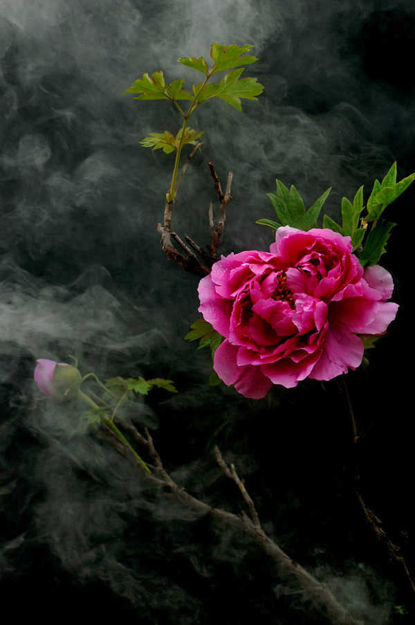 花开花落又戚城