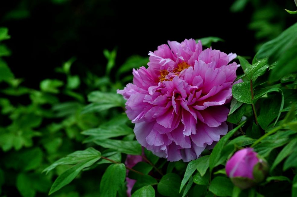 牡丹花开......戚城