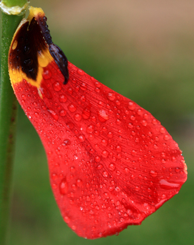 雨打花蕊娇如倦