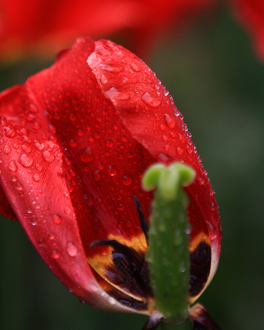 雨打花蕊娇如倦