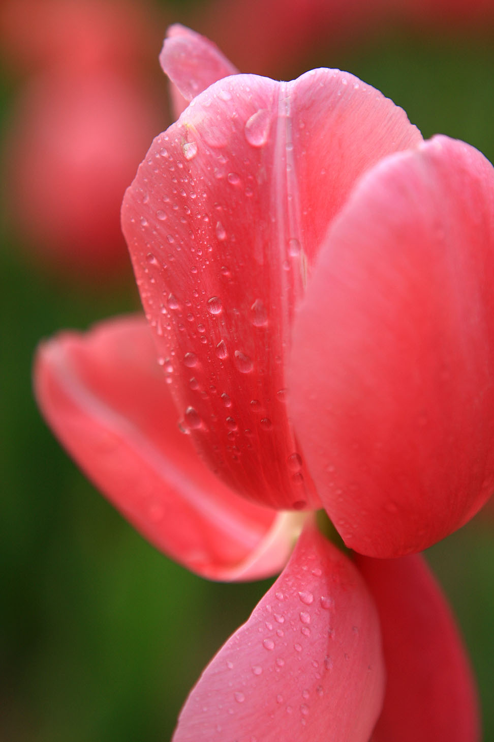 雨打花蕊娇如倦