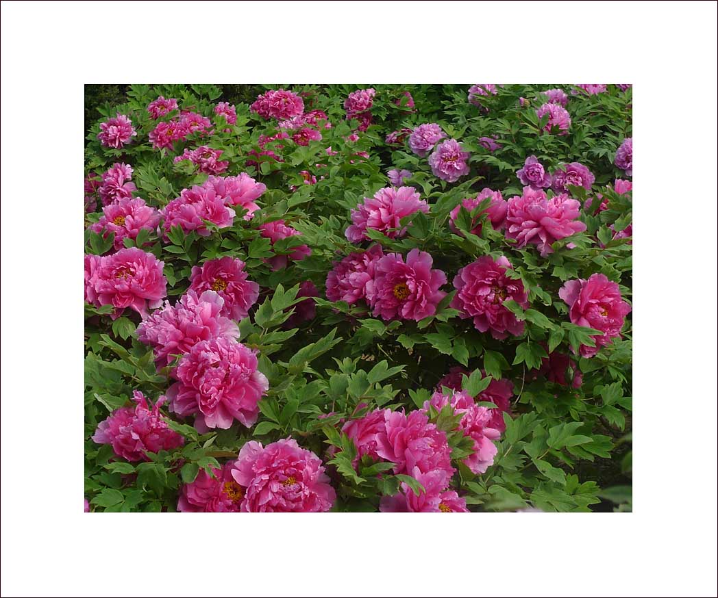 梅兰竹菊花卉帖