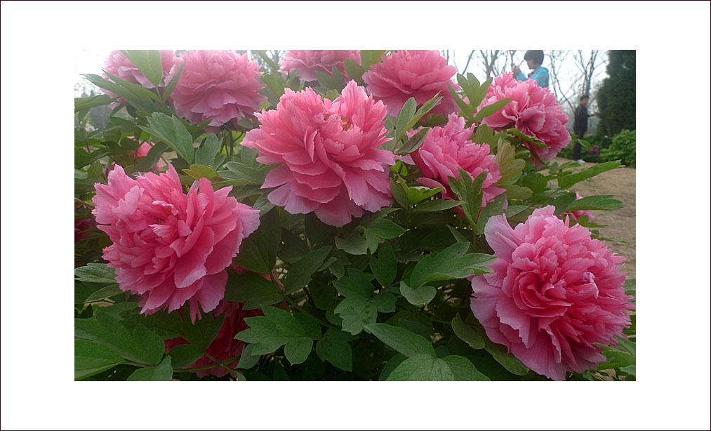 梅兰竹菊花卉帖