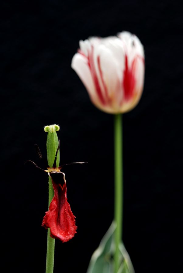 岁月如花