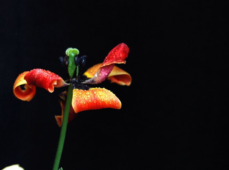 岁月如花