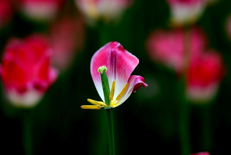 岁月如花
