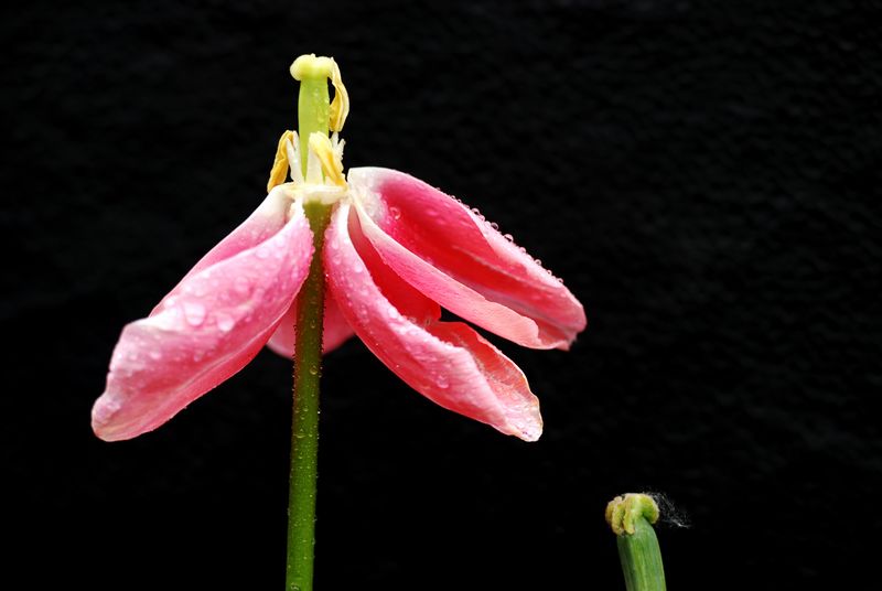 岁月如花