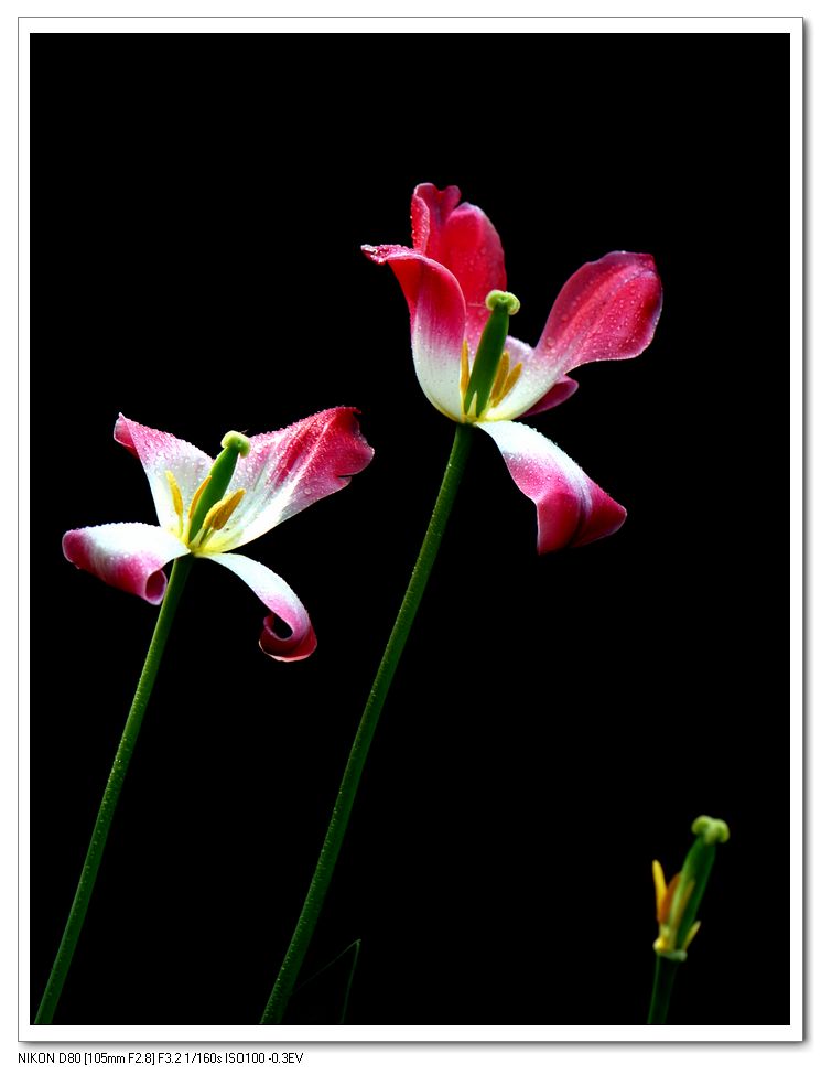 岁月如花