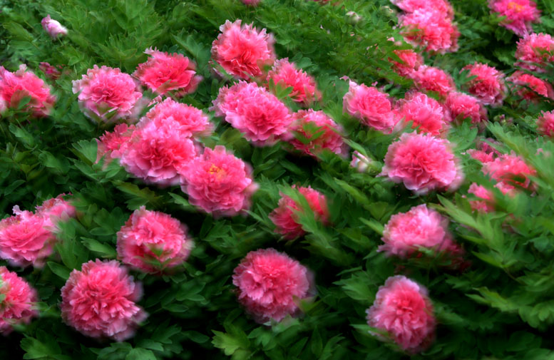 四季有花（超长版）