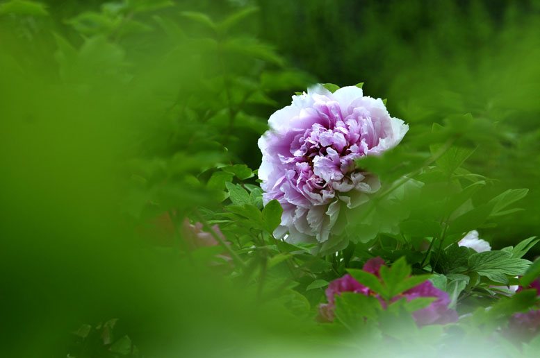 四季有花（超长版）