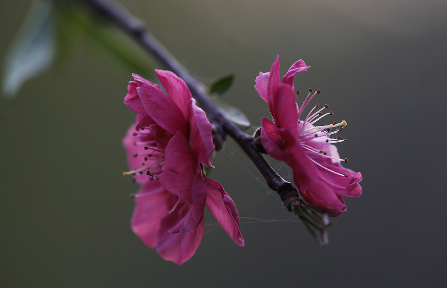 那时花开（不断添加中）