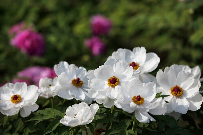 牡丹花海春潮涌