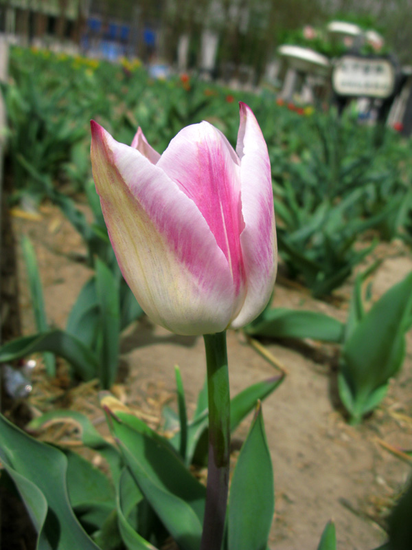 天热了 花开了