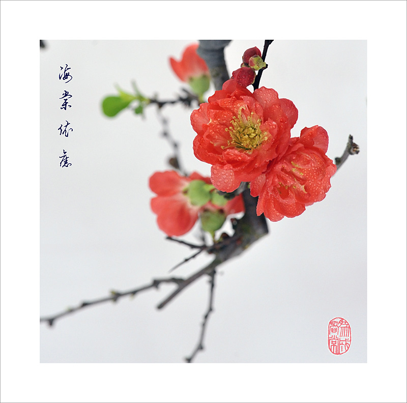 海棠依旧