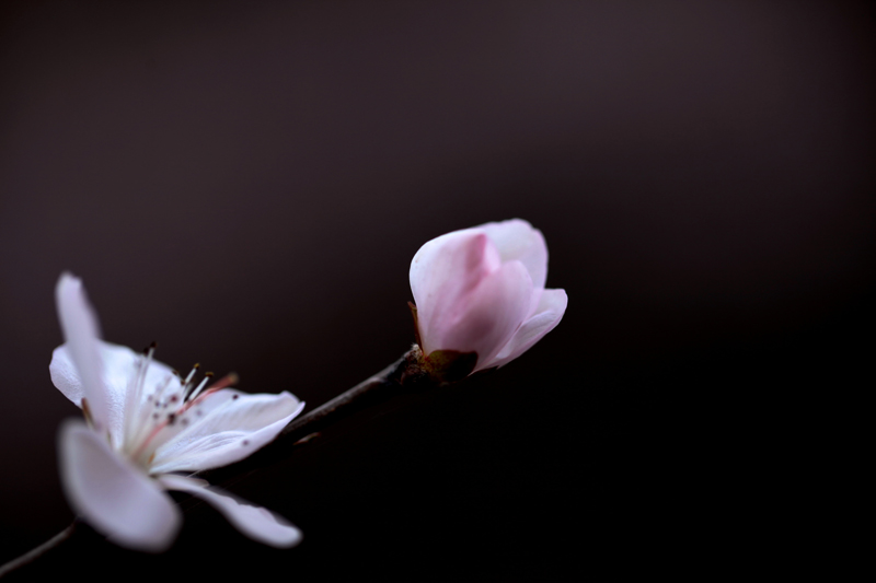山桃花开
