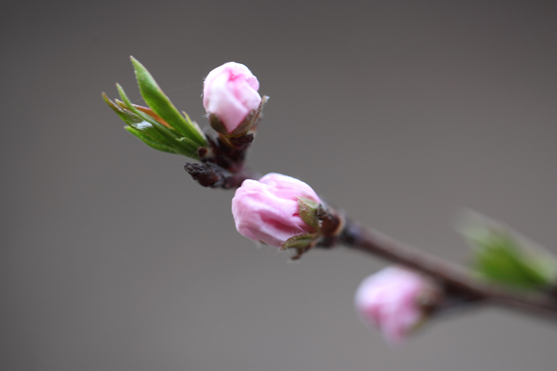 山桃花开