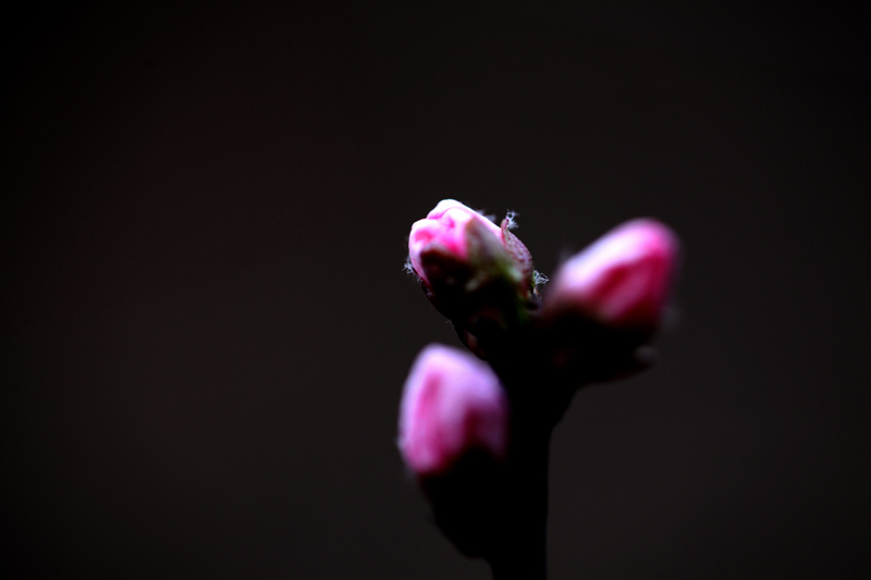 山桃花开