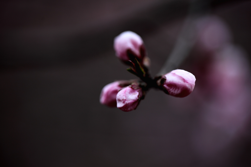 山桃花开