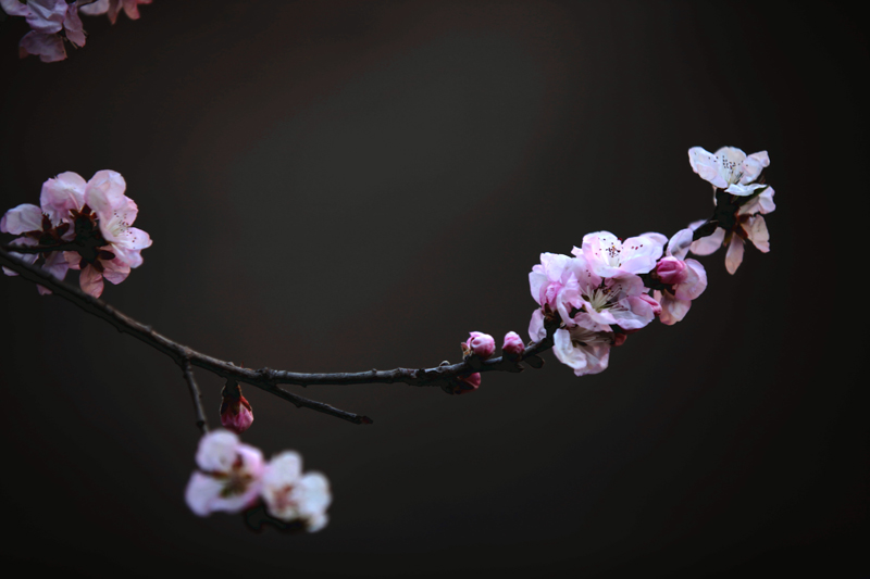 山桃花开