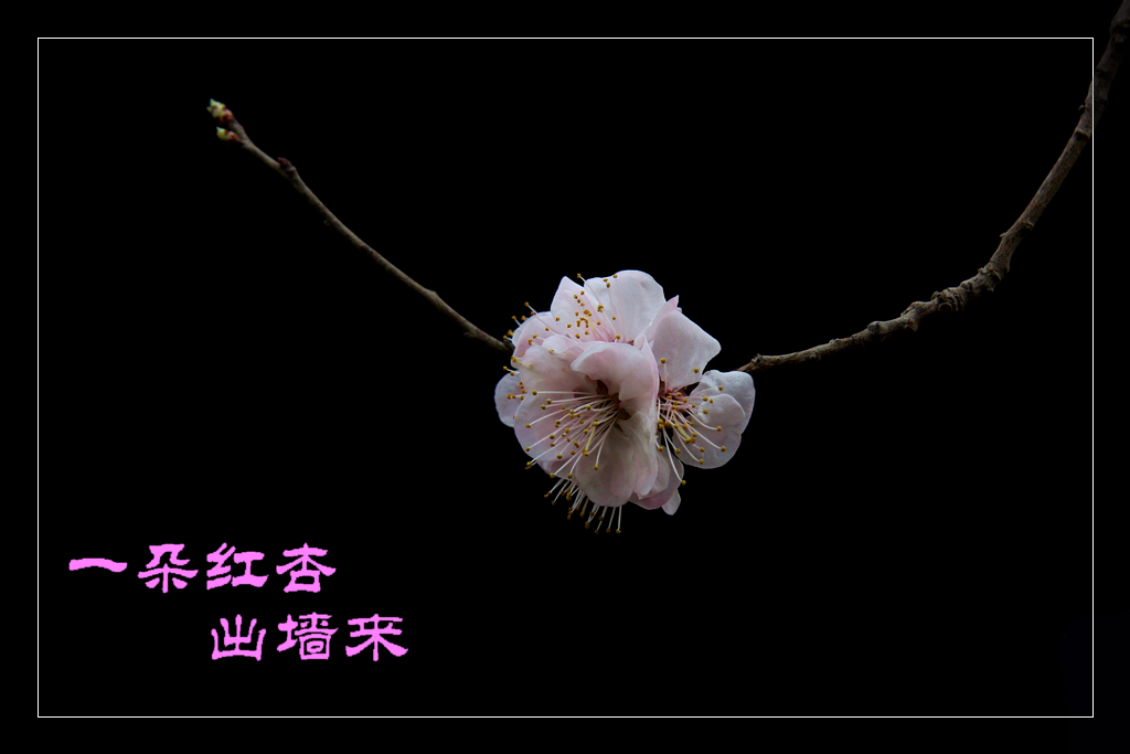 借问杏花哪里有，牧童遥指杏花村