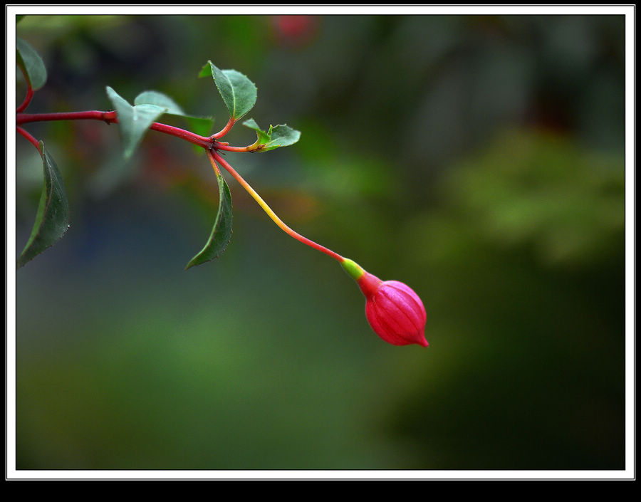 千姿百态竟芳菲