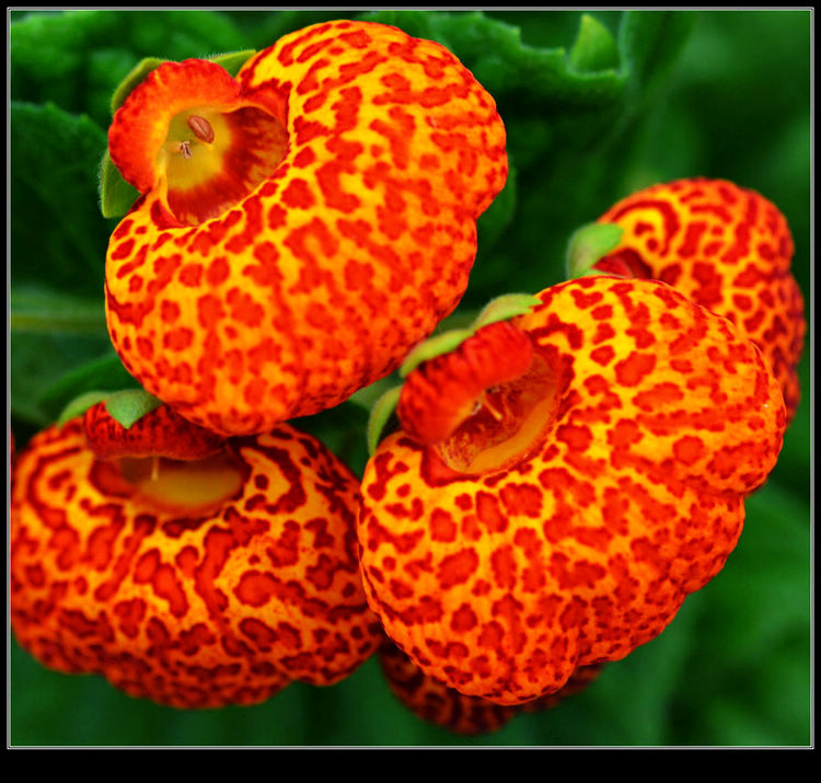 千姿百态竟芳菲