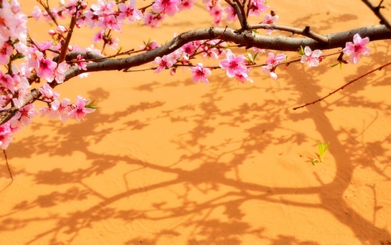 内黄桃花