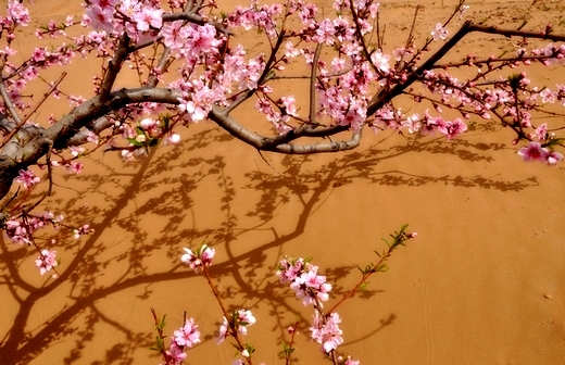 内黄桃花