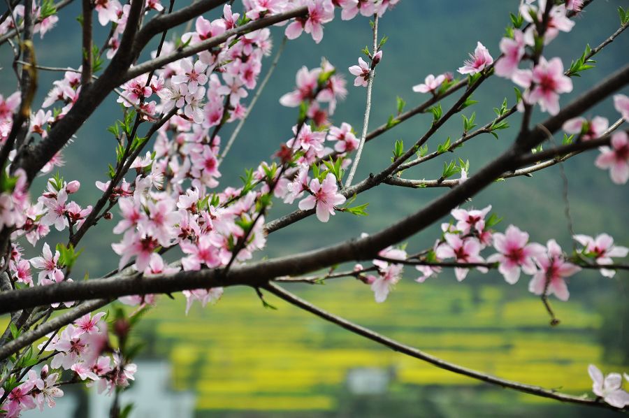 美丽乡村婺源