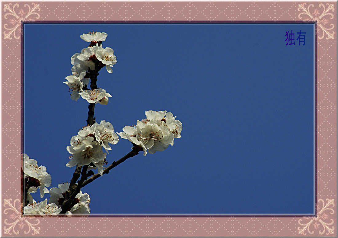 戚城花草