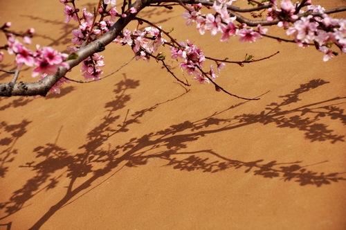 内黄桃花