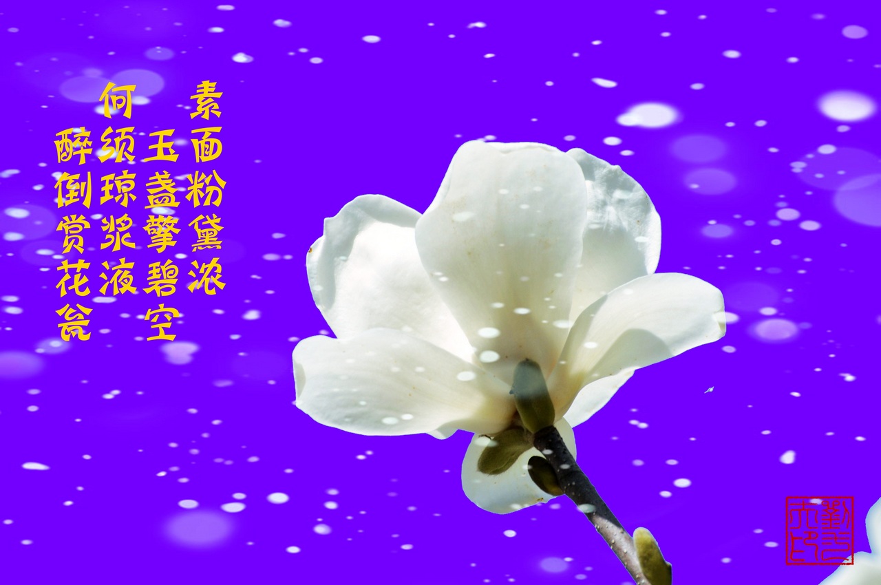 [原创]白玉兰