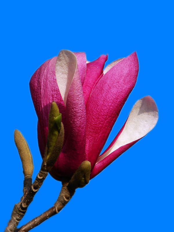 玉兰