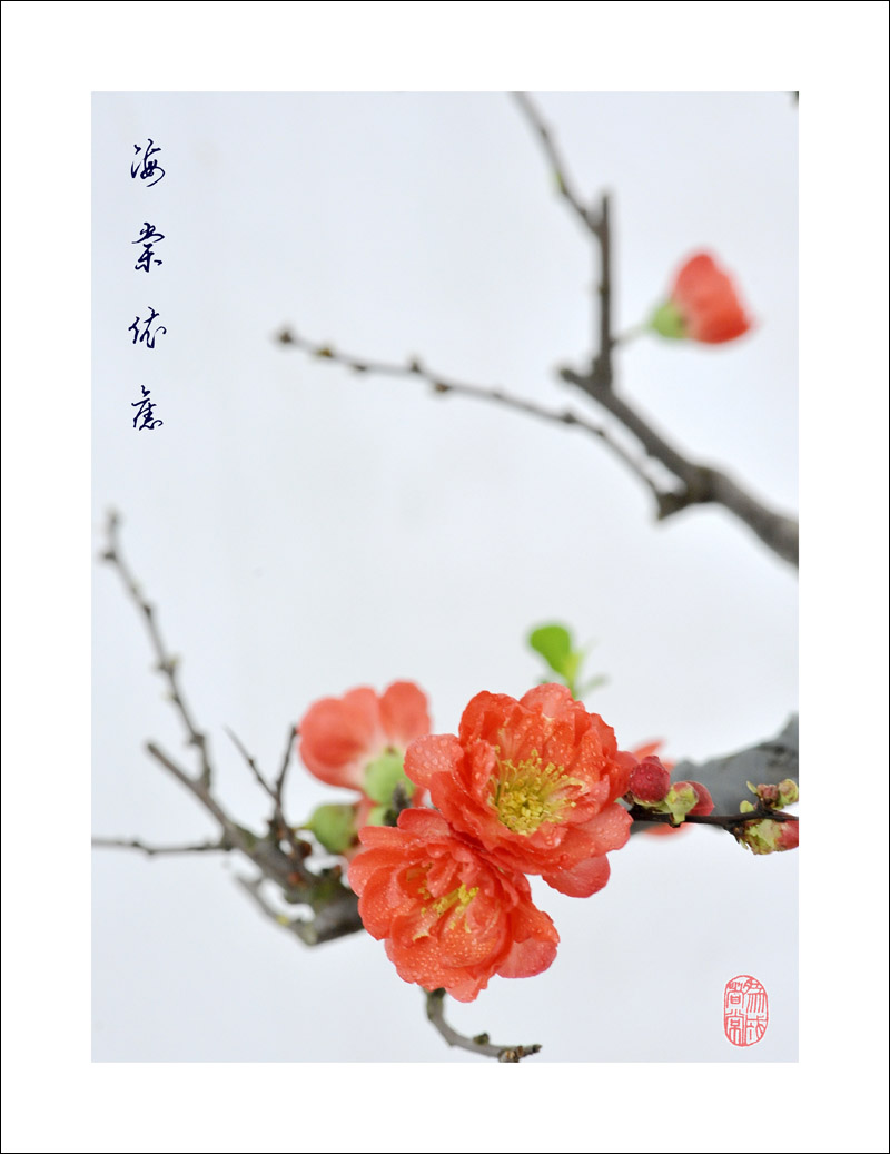 梅兰竹菊花卉帖