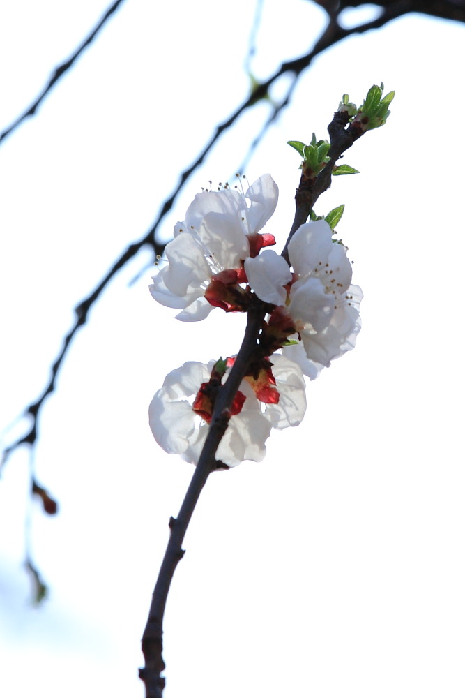梅兰竹菊花卉帖