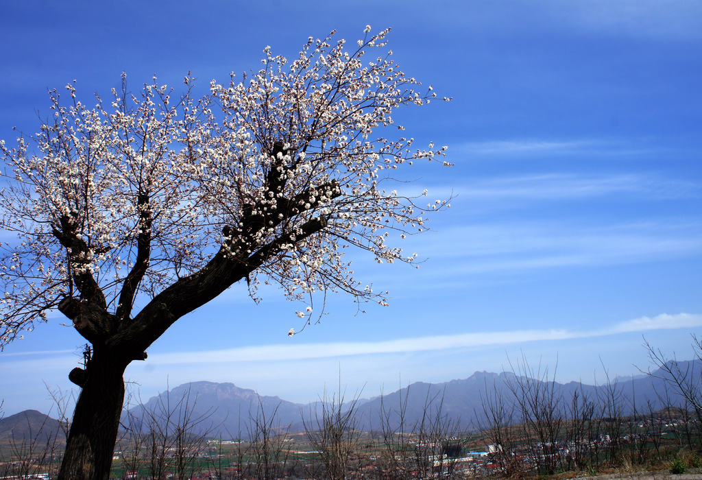 春花烂漫