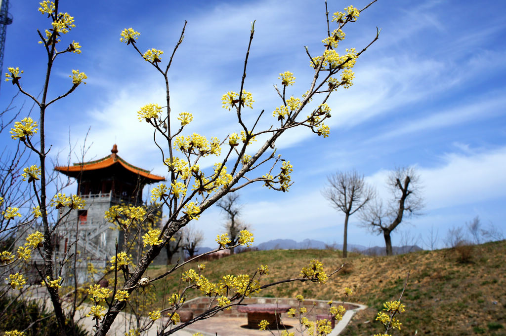 春花烂漫
