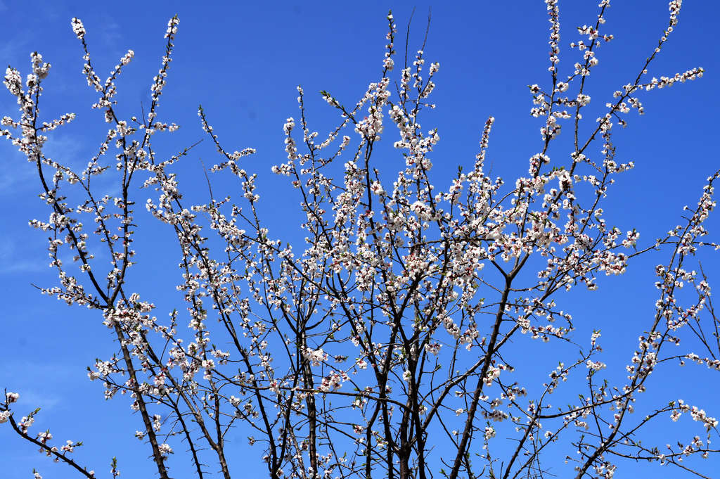 春花烂漫