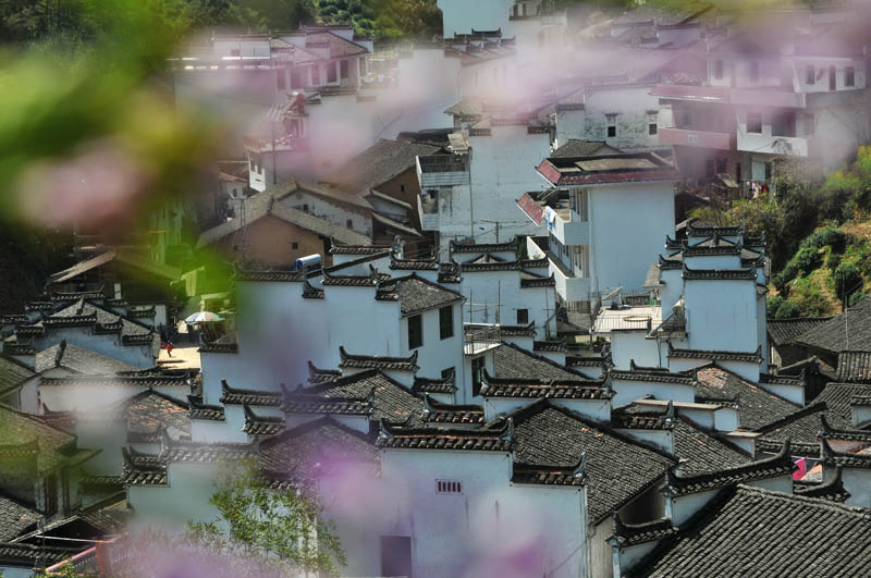 在婺源，在花海，在路上