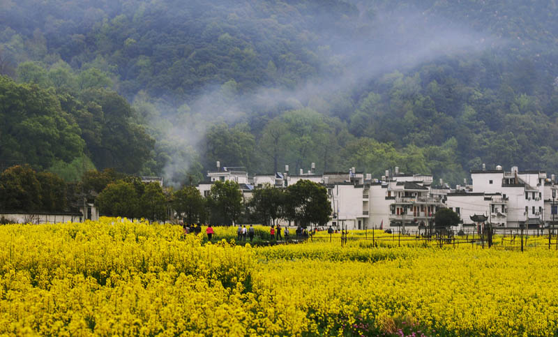 在婺源，在花海，在路上