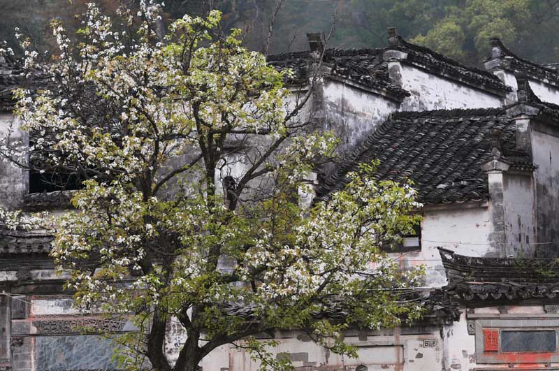 在婺源，在花海，在路上