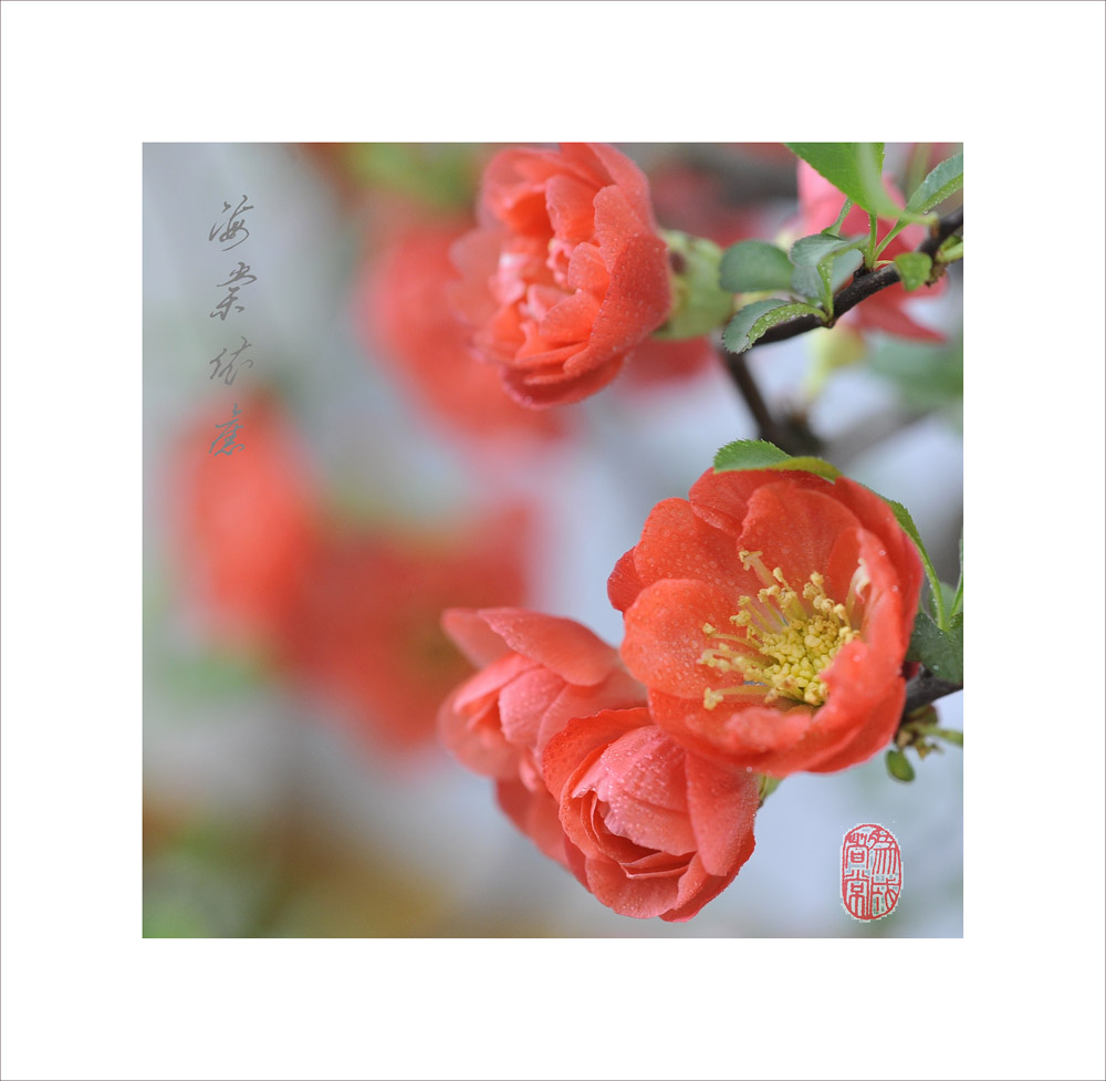 梅兰竹菊花卉帖