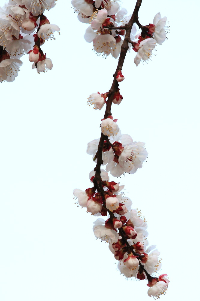 楼下李花