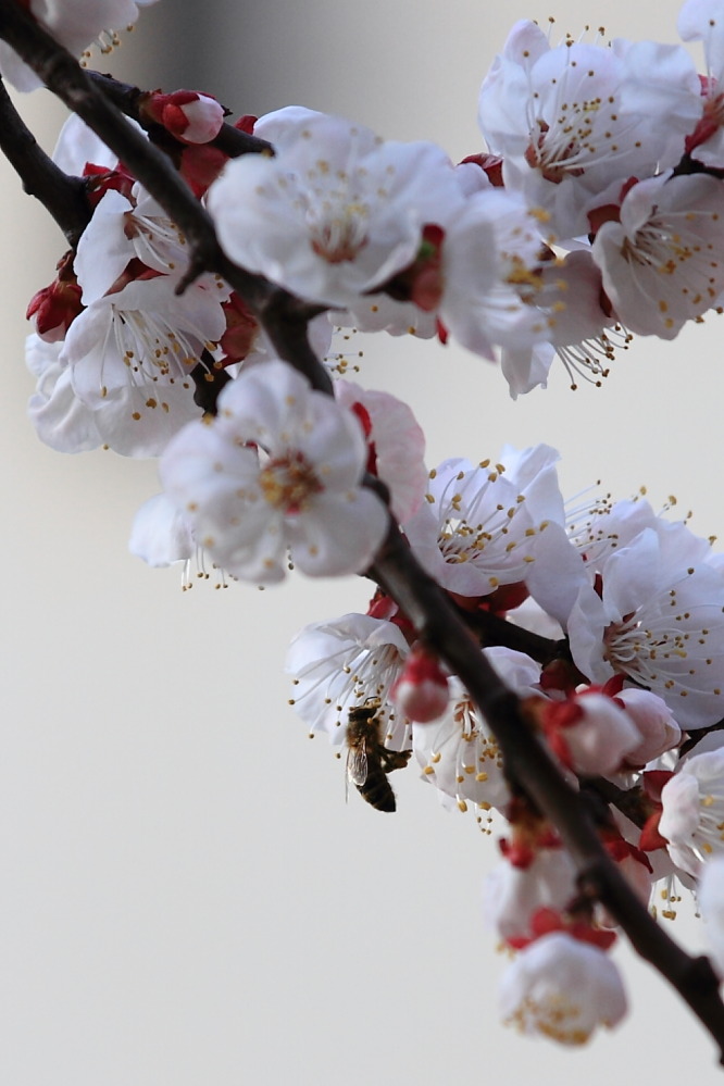 楼下李花