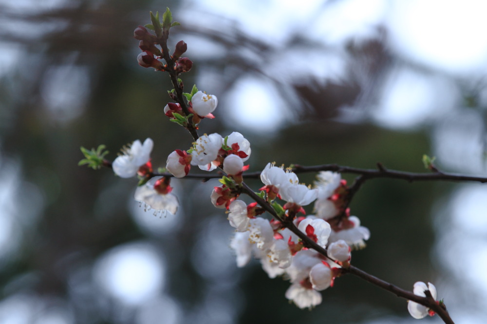 楼下李花